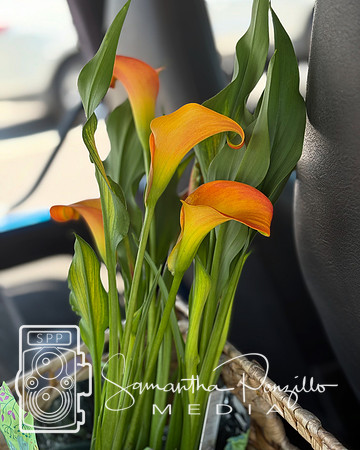 SPM.sarasotafarmersmarket52525-35