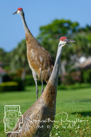 SPM.siestakeychamber23golftournament-71