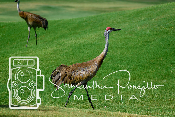 SPM.siestakeychamber23golftournament-69