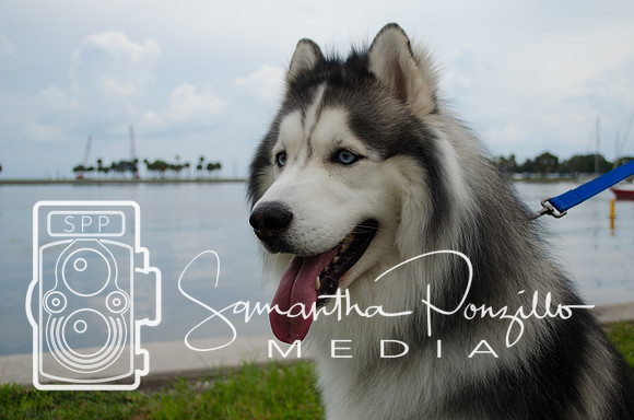 Zeus Pet Portrait