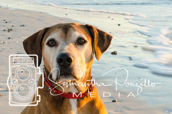 JT & Cassandra Beach Portrait Session