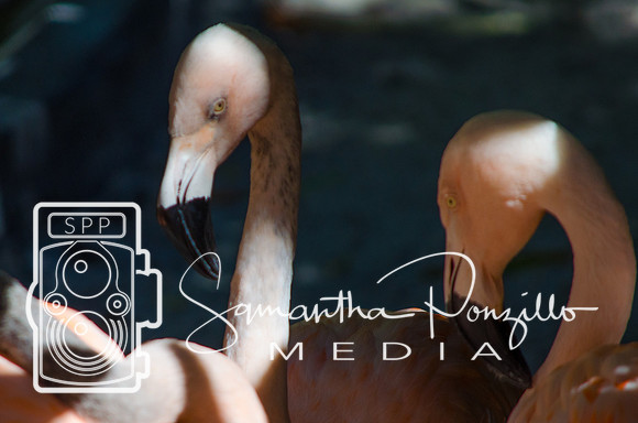 Flamingo Festival at Sunken Gardens