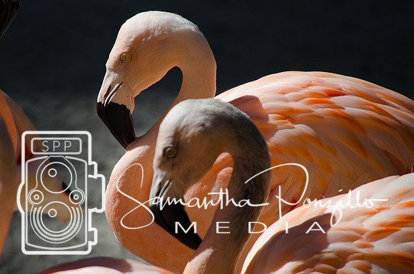 Flamingo Festival at Sunken Gardens