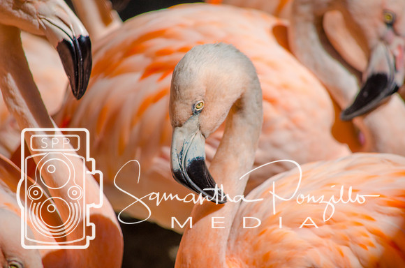 Flamingo Festival at Sunken Gardens