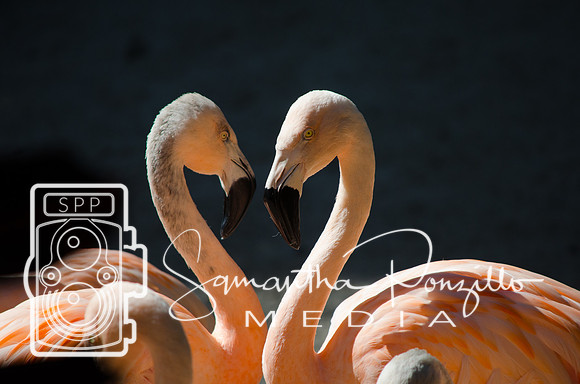Flamingo Festival at Sunken Gardens