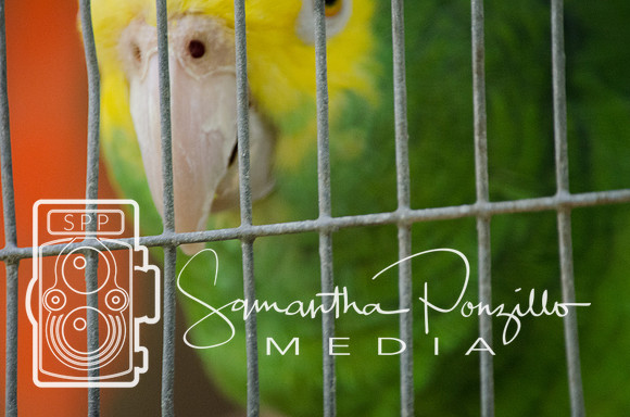 Flamingo Festival at Sunken Gardens