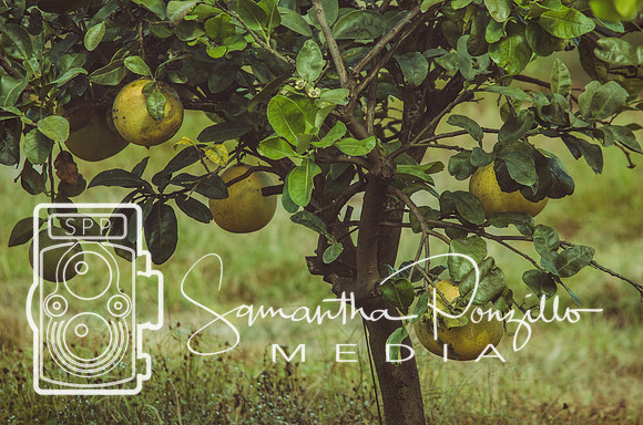 Mixon's Farm Tour