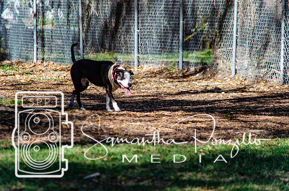 Day with River at the Dog Park