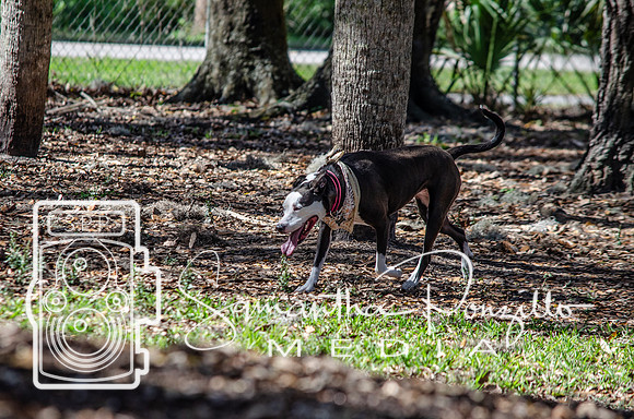 Day with River at the Dog Park