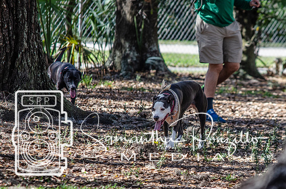 Day with River at the Dog Park