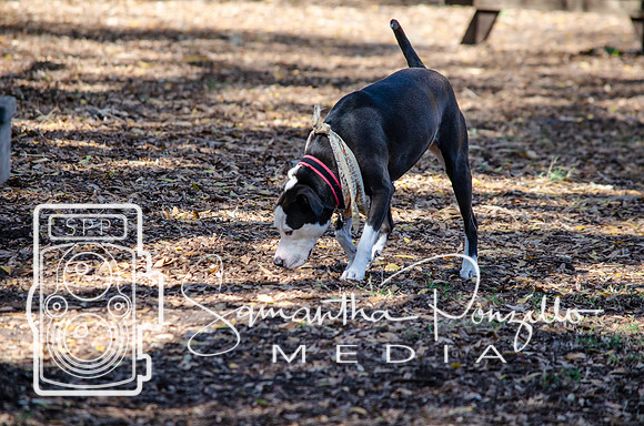 Day with River at the Dog Park