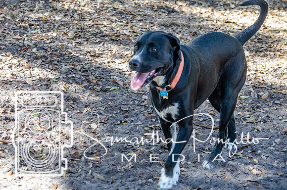 Day with River at the Dog Park