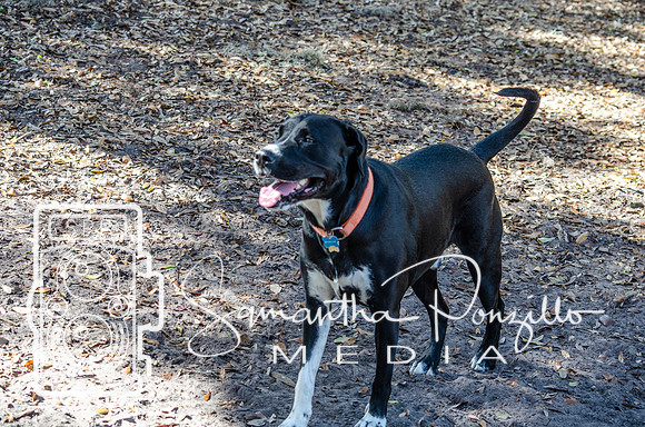 Day with River at the Dog Park