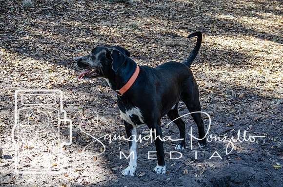 Day with River at the Dog Park
