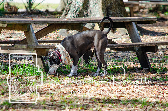 Day with River at the Dog Park
