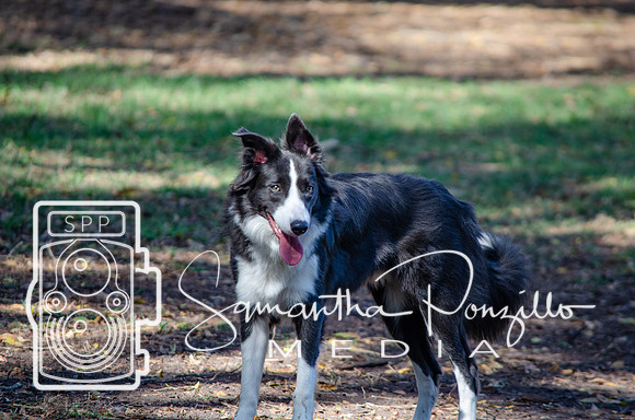 Day with River at the Dog Park