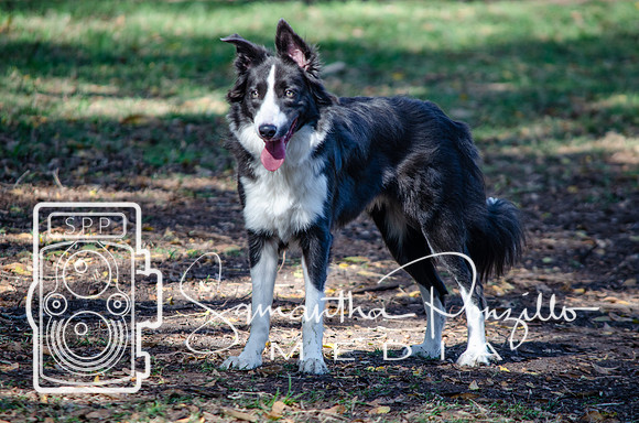 Day with River at the Dog Park