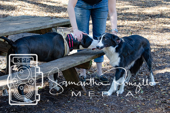 Day with River at the Dog Park