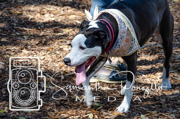 Day with River at the Dog Park