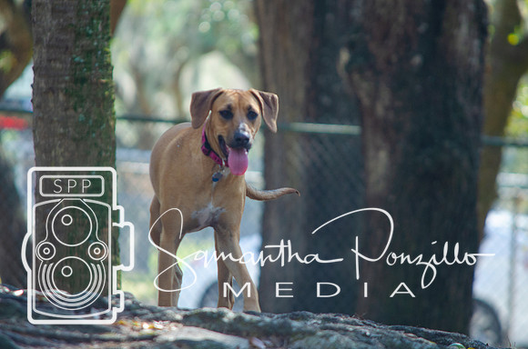 Day with River at the Dog Park