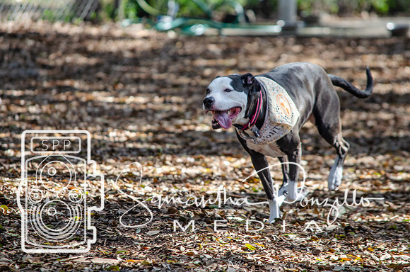 Day with River at the Dog Park