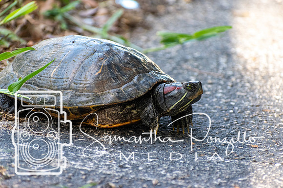 Turtle, Turtle