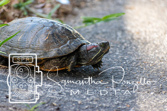 Turtle, Turtle