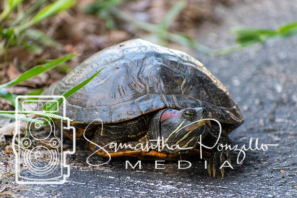 Turtle, Turtle