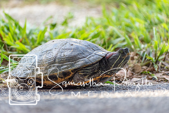 Turtle, Turtle