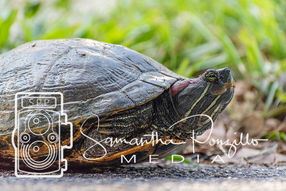 Turtle, Turtle