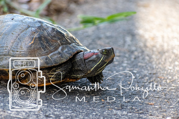 Turtle, Turtle