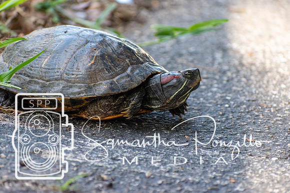Turtle, Turtle