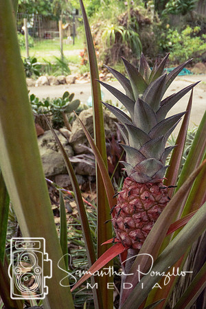 Jaybird's Secret Garden