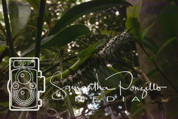 Jaybird's Secret Garden