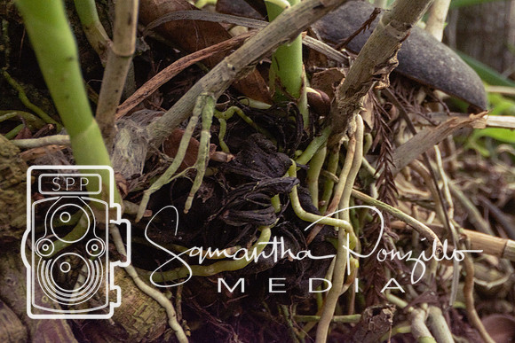Jaybird's Secret Garden