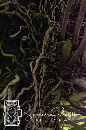 Jaybird's Secret Garden