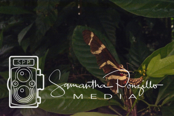 Jaybird's Secret Garden