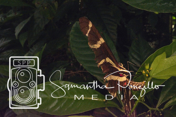 Jaybird's Secret Garden
