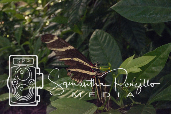 Jaybird's Secret Garden
