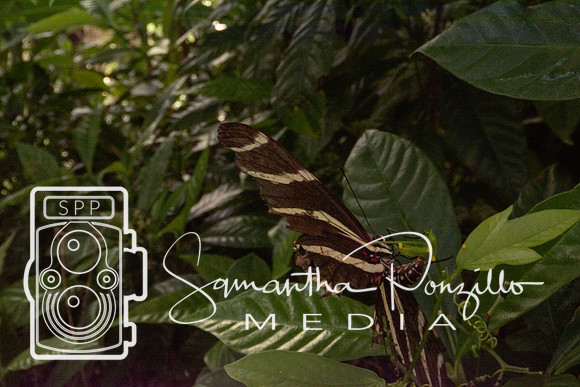 Jaybird's Secret Garden