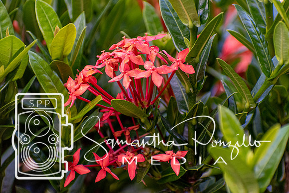Downtown Sarasota #SamanthaStrollSeries 6-29-19