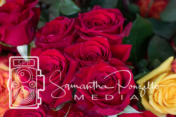 Downtown Sarasota #SamanthaStrollSeries 6-29-19