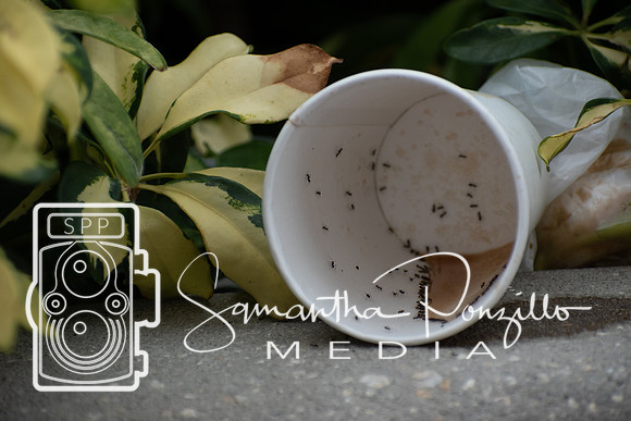 Downtown Sarasota #SamanthaStrollSeries 6-29-19