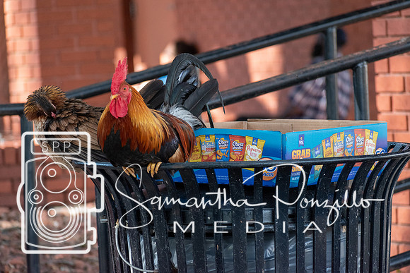 Ybor City #SamanthaStrollSeries