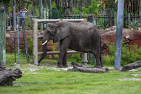 ZooTampa Day