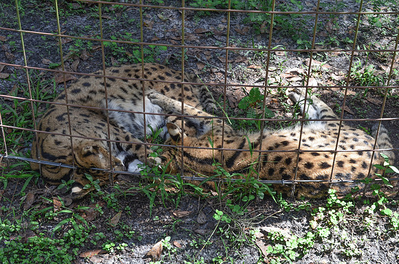 Big Cat Rescue