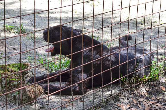 Big Cat Rescue