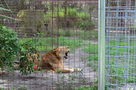Big Cat Rescue