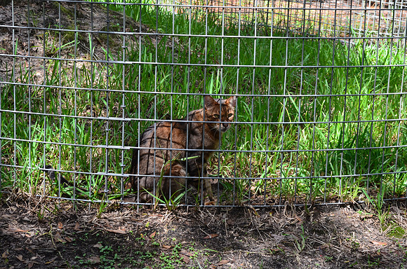 Big Cat Rescue