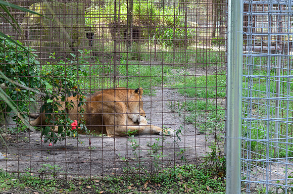 Big Cat Rescue